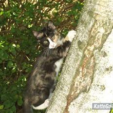 Huskat Tequila Sunrice *Kila*