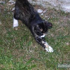 Huskat Tequila Sunrice *Kila*