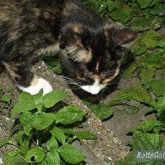 Huskat Tequila Sunrice *Kila*