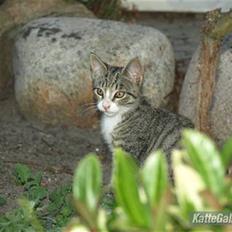 Huskat Bakardi *Carlo* R.I.P.