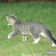 Huskat Bakardi *Carlo* R.I.P.