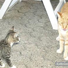 Huskat Bakardi *Carlo* R.I.P.