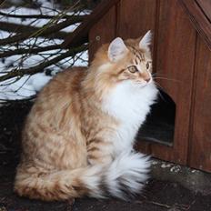 Norsk Skovkat Anastasia 