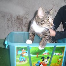 Blanding af racer Lillemis R.I.P