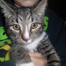 Blanding af racer Lillemis R.I.P