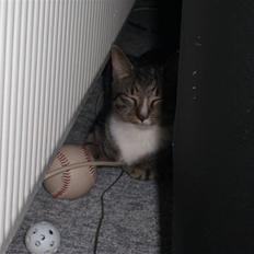 Blanding af racer Lillemis R.I.P