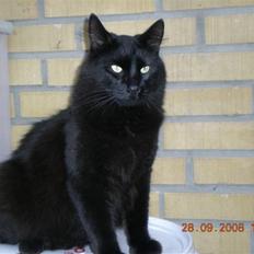 Blanding af racer Sveske