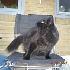 Blanding af racer Sveske