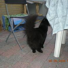 Blanding af racer Sveske