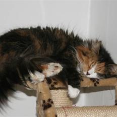 Blanding af racer Sif