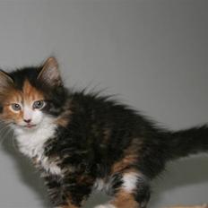 Blanding af racer Sif