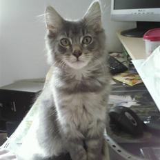 Maine Coon Kodi **Solgt**