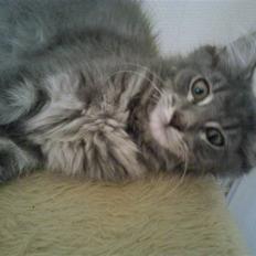 Maine Coon Kodi **Solgt**