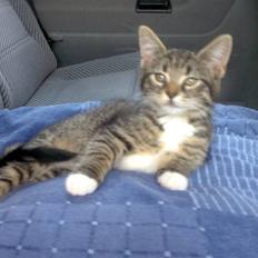 Blanding af racer Tubsi R.I.P.