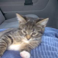 Blanding af racer Tubsi R.I.P.