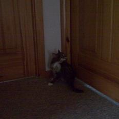 Blanding af racer Tubsi R.I.P.