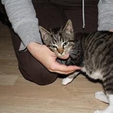 Blanding af racer Samson