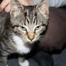 Blanding af racer Samson