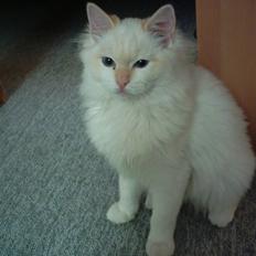 Ragdoll Jack Daniels Red Label