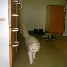 Ragdoll Jack Daniels Red Label