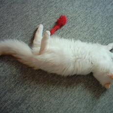 Ragdoll Jack Daniels Red Label