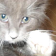 Blanding af racer Sixten