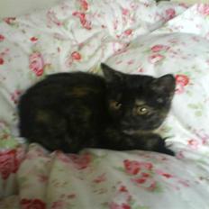 Huskat Maddie *VÆK* 