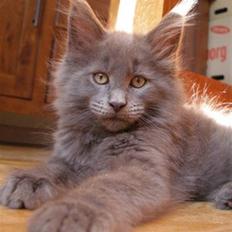 Maine Coon Micharlo's Duan Sardor