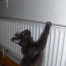 Maine Coon Micharlo's Duan Sardor