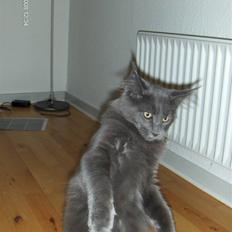 Maine Coon Micharlo's Duan Sardor