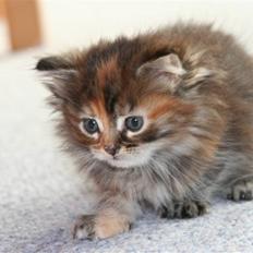 Maine Coon sille *DØD*