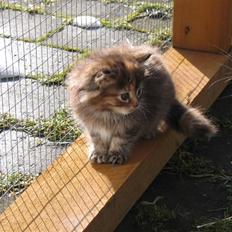 Maine Coon sille *DØD*