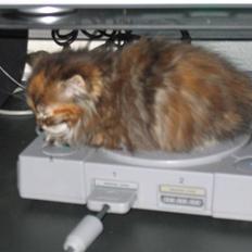 Maine Coon sille *DØD*