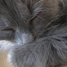 Blanding af racer Elvira