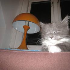 Blanding af racer Elvira