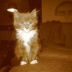 Blanding af racer Elvira