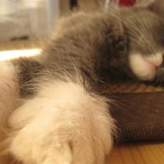 Blanding af racer Sixten