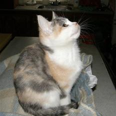 Huskat Whisky (Himmelkat)