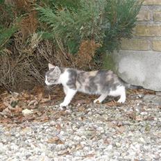 Huskat Whisky (Himmelkat)