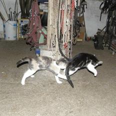 Huskat Whisky (Himmelkat)