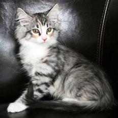 Blanding af racer Frigga