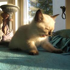 Siameser Victoria af Hessgade