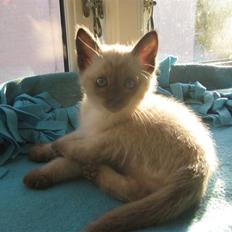 Siameser Victoria af Hessgade