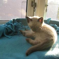 Siameser Victoria af Hessgade