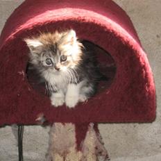 Blanding af racer Düchees SOLGT