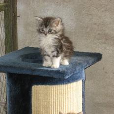 Blanding af racer Düchees SOLGT