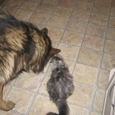 Blanding af racer Düchees SOLGT