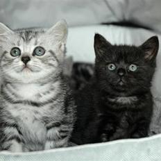 British Shorthair blondig