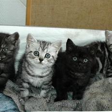 British Shorthair blondig