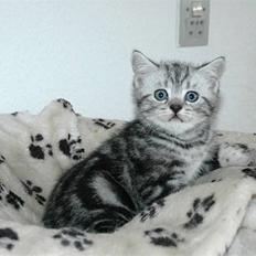 British Shorthair blondig